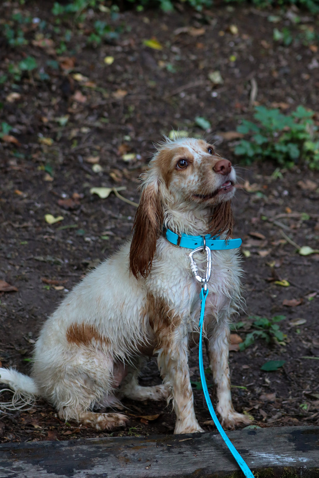 BioThane® collar - Size medium